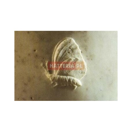 Książę Henryk Lubomirski jako Amor (fragment 4) - Antonio Canova